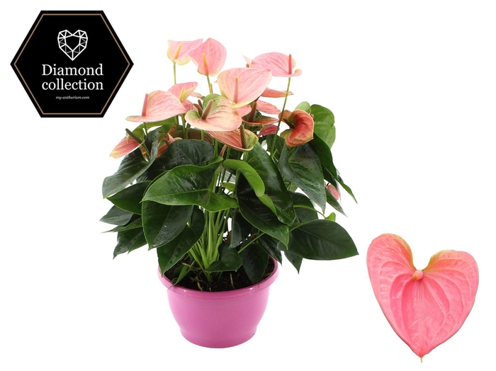<h4>Anthurium 25 cm Sweet Dream in Marly plastic bowl</h4>