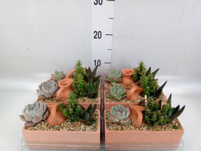 <h4>Arr. Cactus L%</h4>