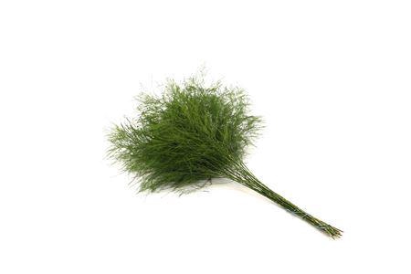 <h4>TREE FERN SLEEVED X5</h4>