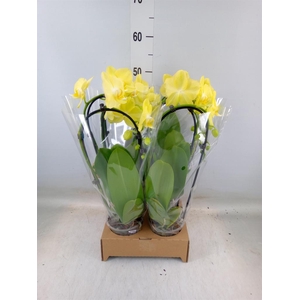 Phalaenopsis  'Elegant Cascade'