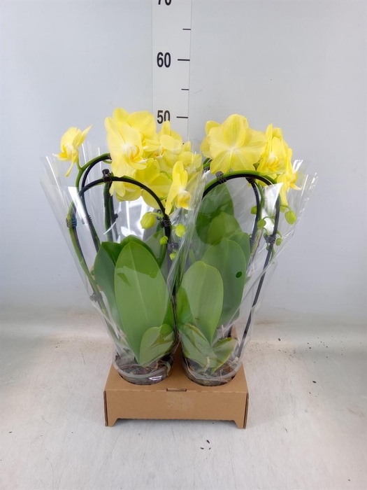 <h4>Phalaenopsis  'Elegant Cascade'</h4>