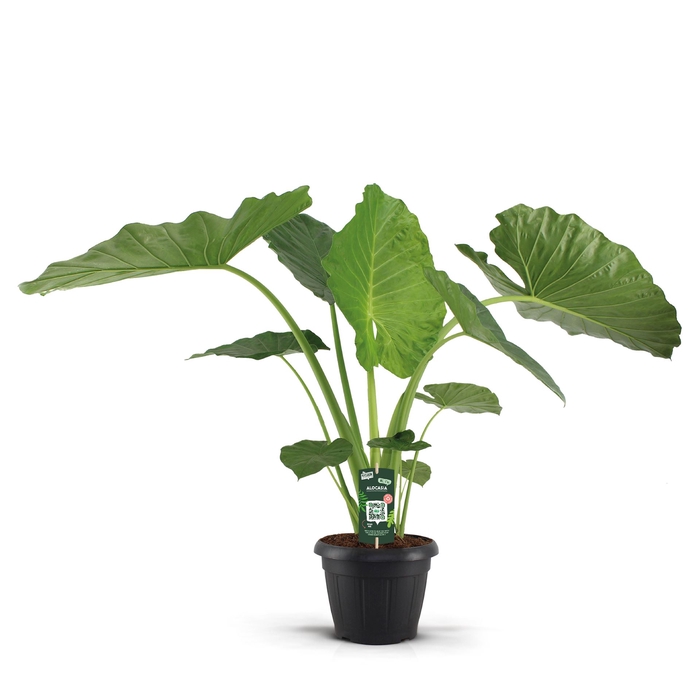 <h4>Alocasia macrorrhiza</h4>