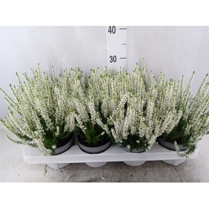 Calluna vulg. 'Beauty L Veronique'