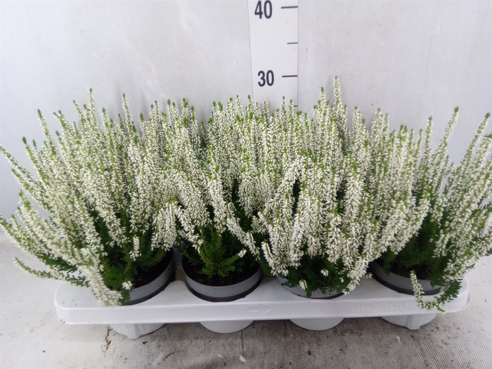 <h4>Calluna vulg. 'Beauty L Veronique'</h4>