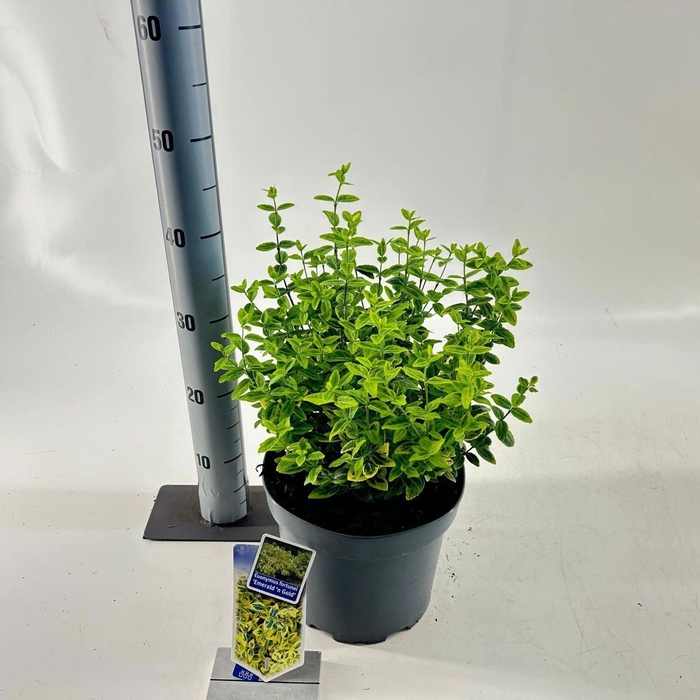 <h4>Euonymus fortunei Emerald n Gold</h4>