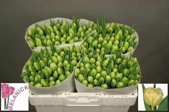 <h4>TU DU VERONA</h4>