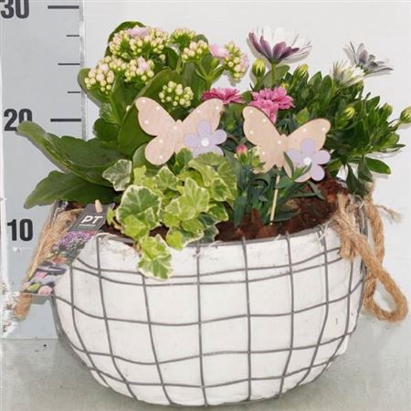 <h4>ARR TUINPLANTEN</h4>