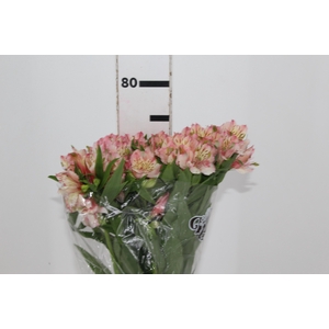ALSTROEMERIA ALYNA 080 CM