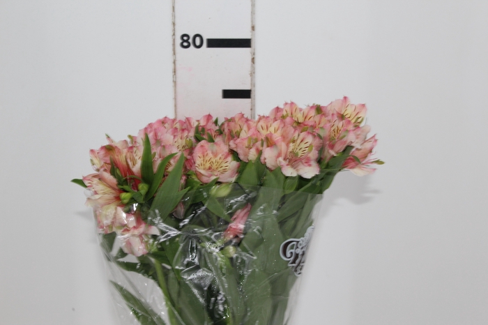 <h4>ALSTROEMERIA ALYNA 080 CM</h4>