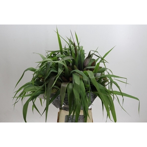 Setaria Italica Red Jewel