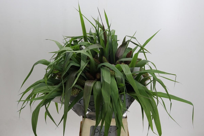 <h4>Setaria Italica Red Jewel</h4>