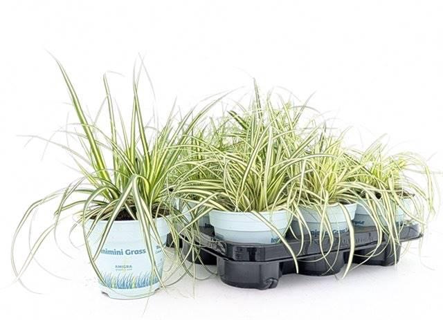 <h4>Carex Ha Evergold</h4>