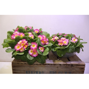 Prim Ac Bonneli Schaal Pic Pink