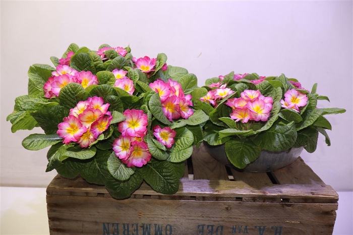 <h4>arr8 Prim Ac Bonneli Schaal Pic Pink</h4>