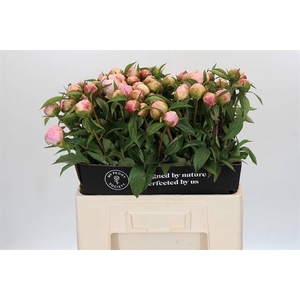Paeonia catharina fontijn
