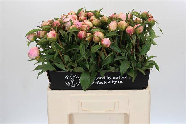 <h4>Paeonia catharina fontijn</h4>