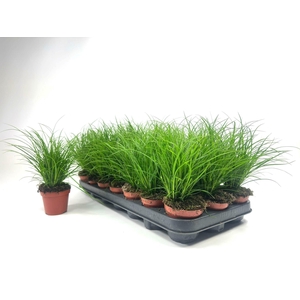 CAREX BRUNNEA