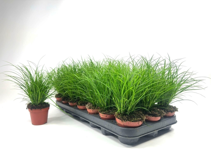 <h4>CAREX BRUNNEA</h4>