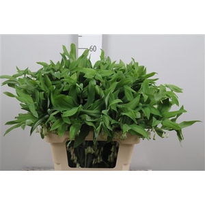 Polygonatum Multiflo