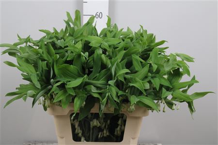 <h4>Polygonatum Multiflo</h4>