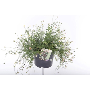 Erigeron karvinskianus Blütenmeer