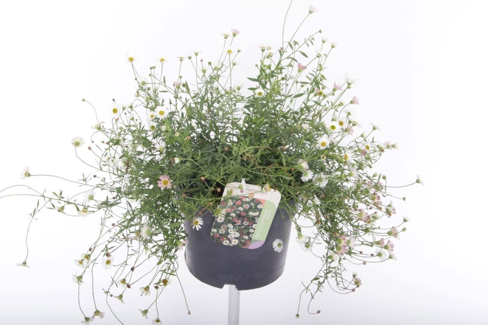 <h4>Erigeron karvinskianus Blütenmeer</h4>
