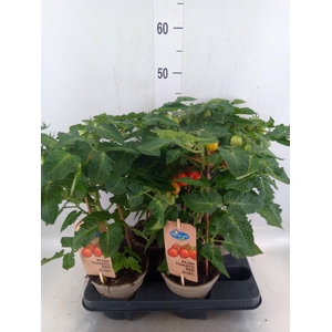 Solanum lycopersicum   ...