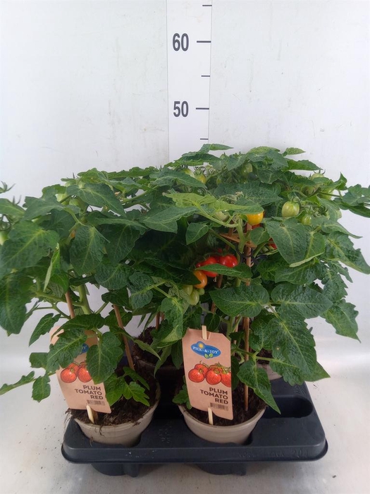 <h4>Solanum lycopersicum   ...</h4>