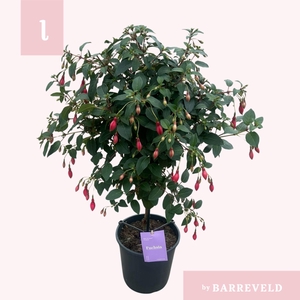 Fuchsia Display stam