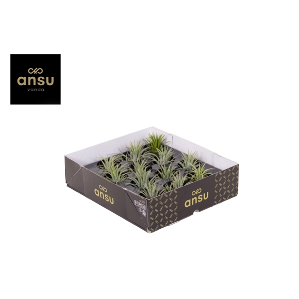 <h4>Tillandsia Ionantha Green L</h4>