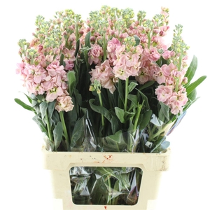 Matthiola Incana Apricot