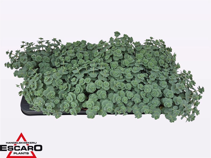 <h4>Sedum Sieboldii</h4>