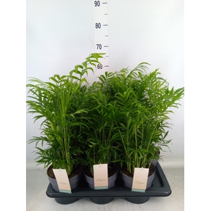 Chamaedorea elegans
