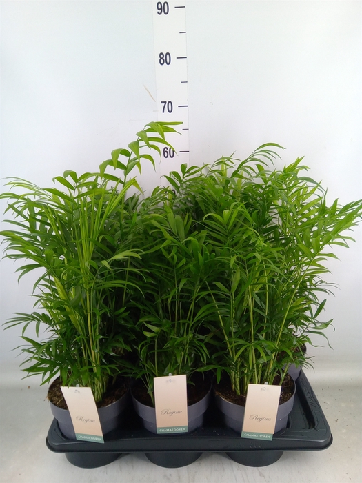 <h4>Chamaedorea elegans</h4>