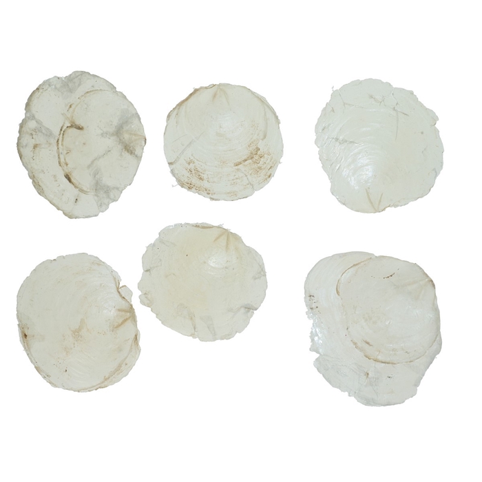 <h4>Schelpen Capiz Shell 200g</h4>