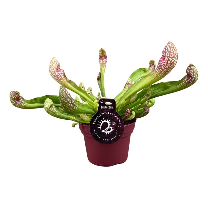 <h4>Sarracenia</h4>