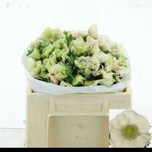 <h4>ANEM CO MIS + WHITE</h4>