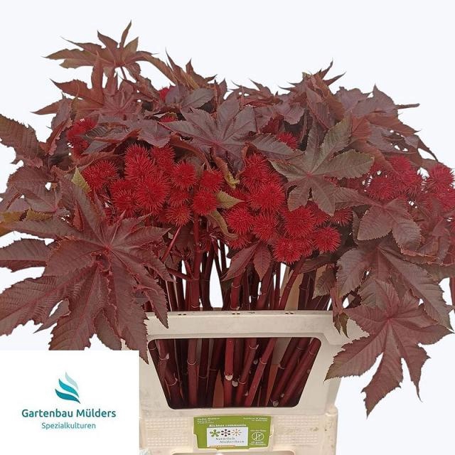<h4>RICINUS COM IMPALA</h4>