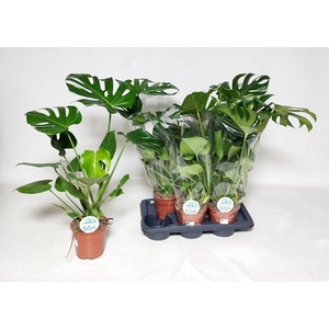 MONSTERA DELICIOSA