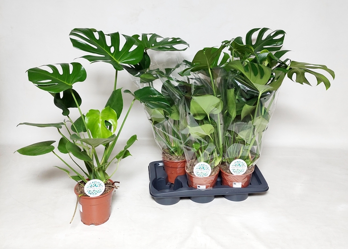 <h4>MONSTERA DELICIOSA</h4>