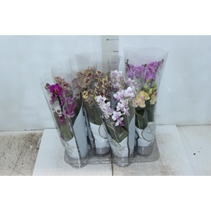 PHALAENOPSIS MINI P09 3 HT