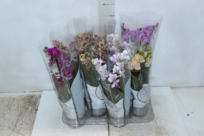 <h4>PHALAENOPSIS MINI P09 3 HT</h4>