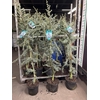 CEDRUS LIBANI 'GLAUCA' 140-160 P2