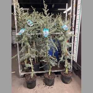 CEDRUS LIBANI 'GLAUCA' 140-160 P2