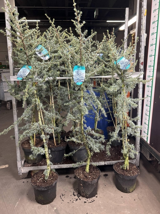 CEDRUS LIBANI 'GLAUCA' 140-160 P2