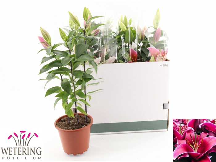 <h4>LIL OR SUNNY KEYS</h4>