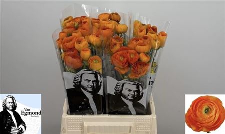 <h4>Ran El Orange N L</h4>