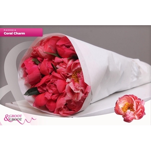 Paeonia Coral Charm