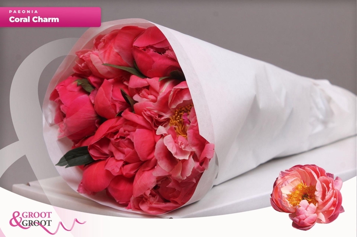 <h4>Paeonia Coral Charm</h4>