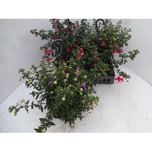 FUCHSIA GEM